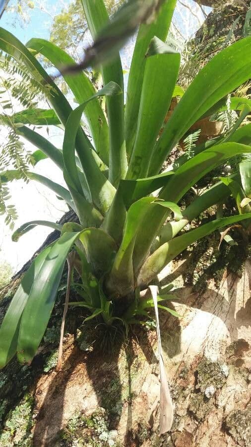 Aechmea 11