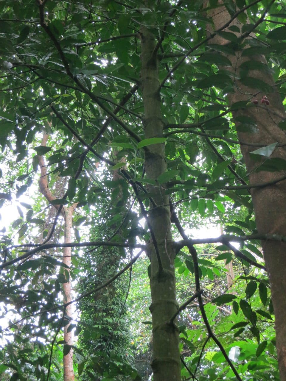 Tabernaemontana pachysiphon 3
