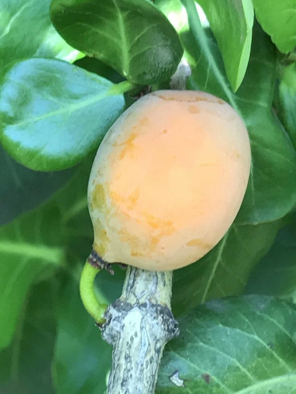 Garcinia livingstonei 2