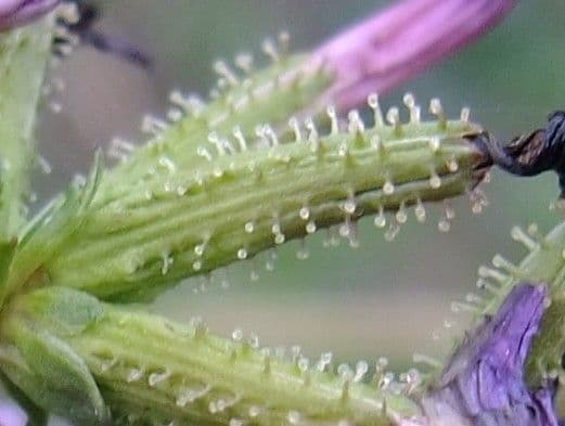Piombo d'Europa 2