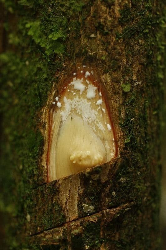 Pouteria 9