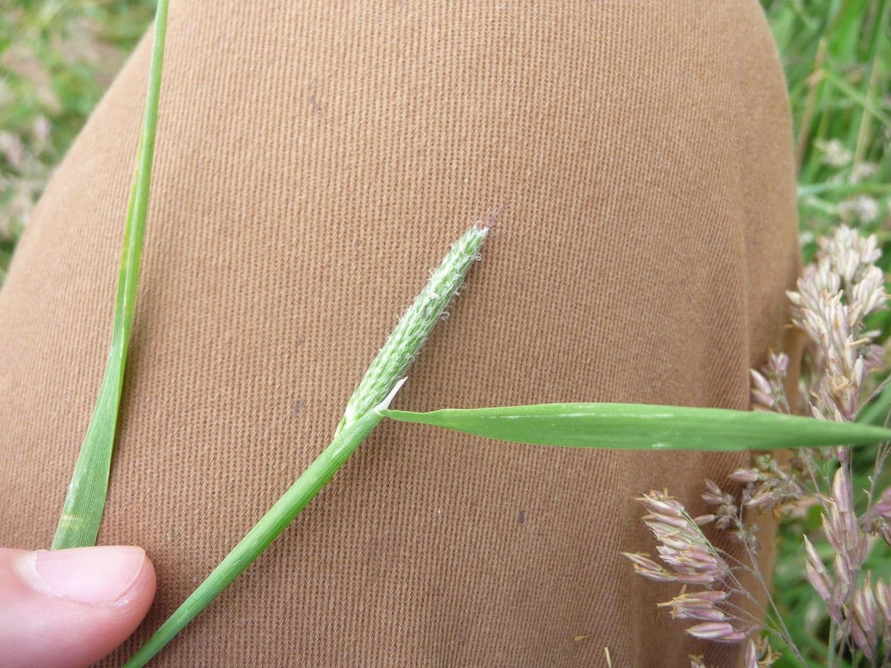Marsh foxtail 20