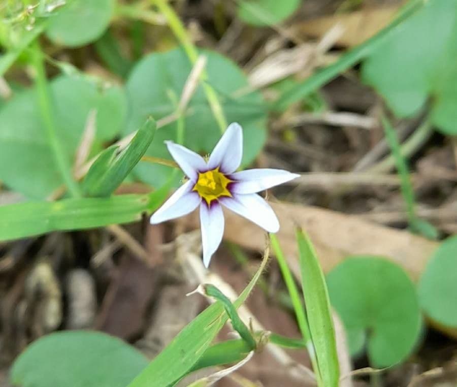 Sisyrinchium micranthum 7