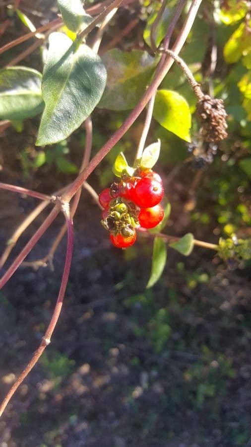 Caprifoglio subspicato