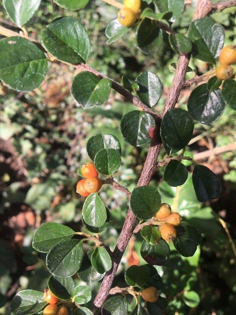 Cotoneaster 3