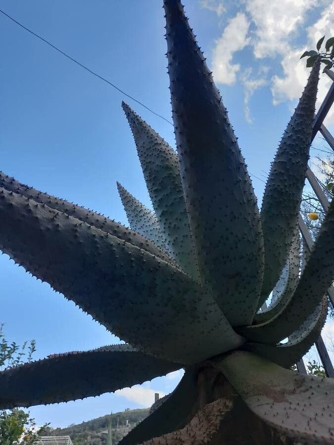 Transvaal-Aloe 13