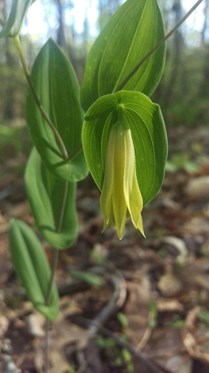 Uvularia perfoliata 9