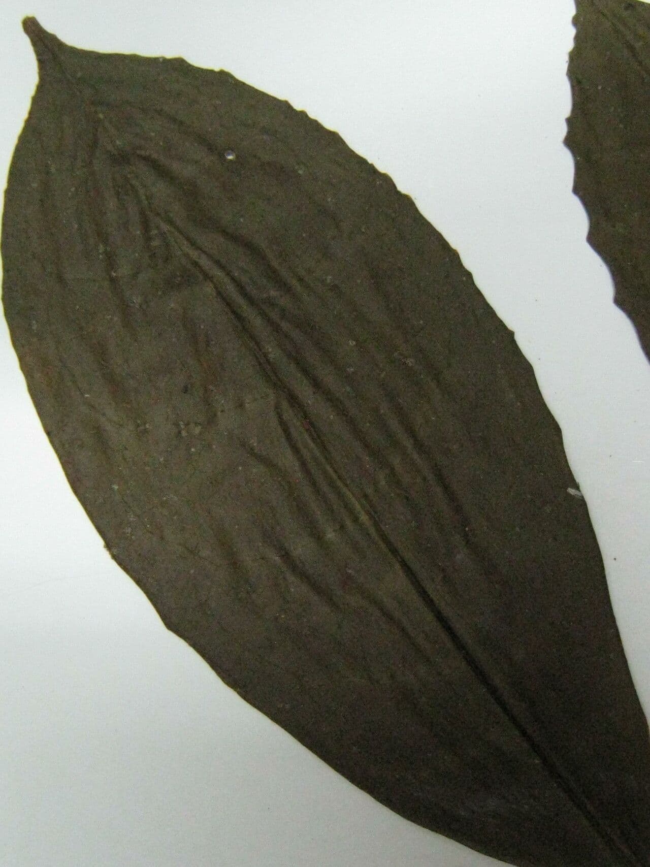 Tachia 5
