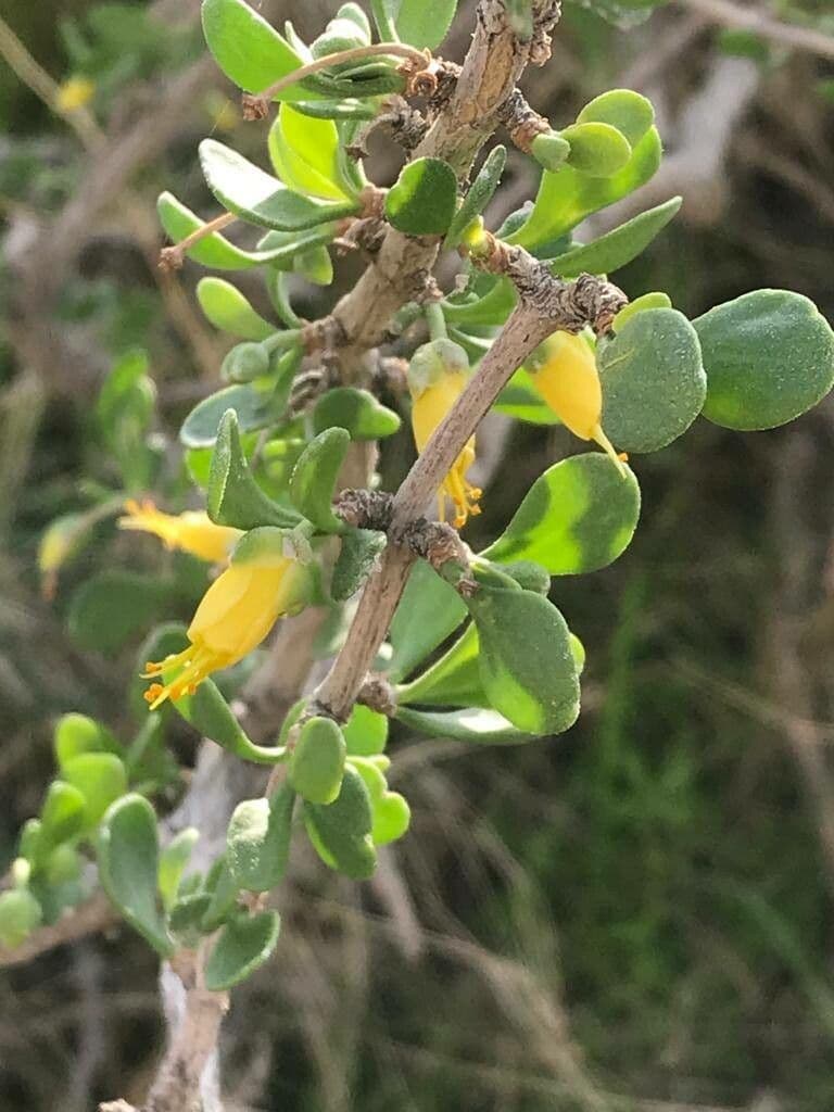 Zygophyllum 15