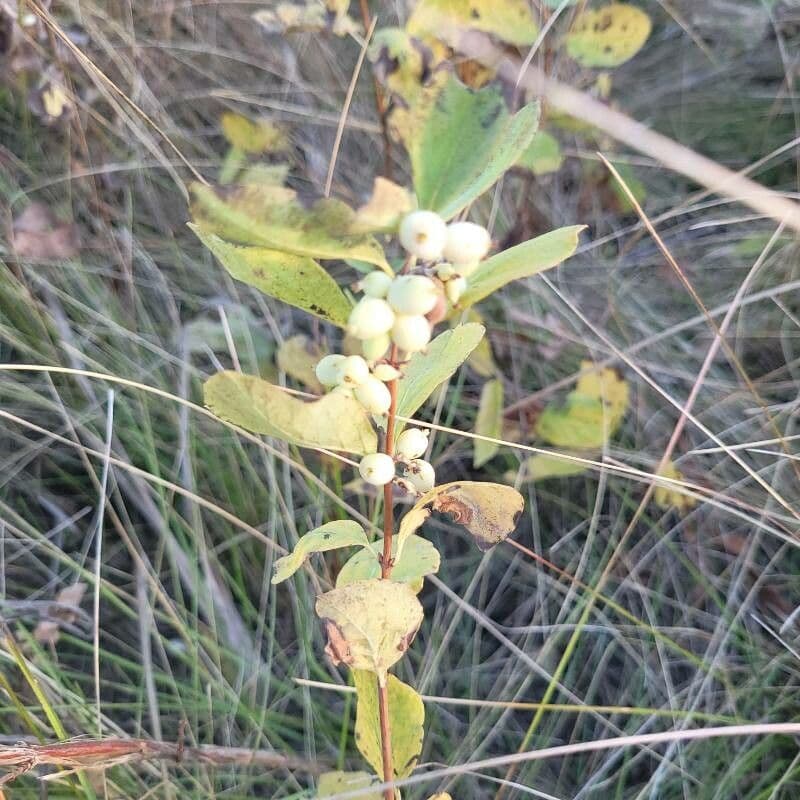 Symphoricarpos occidentalis 5