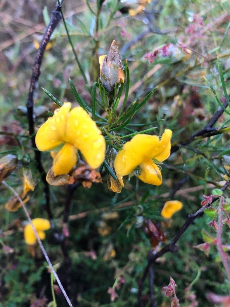 Gompholobium grandiflorum