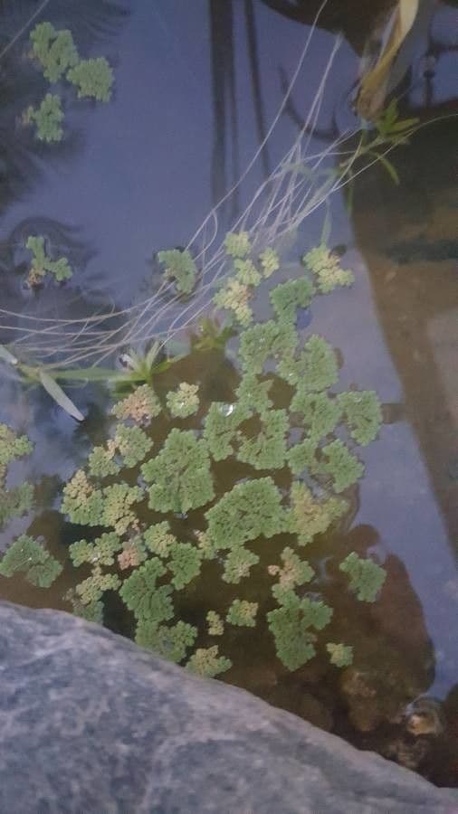 Azolla 8