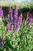 Salvia 4