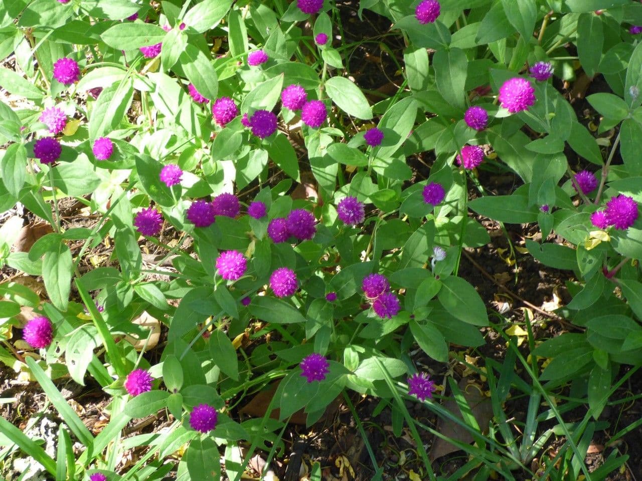 Gomphrena globuleuse 14