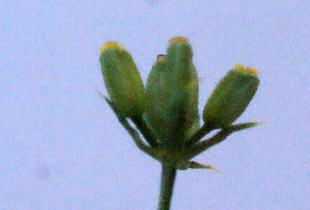 Bupleurum 5