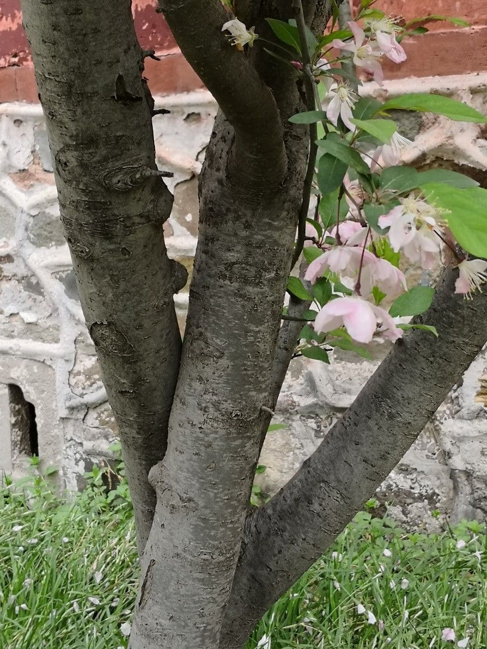 Melo di Hall 19