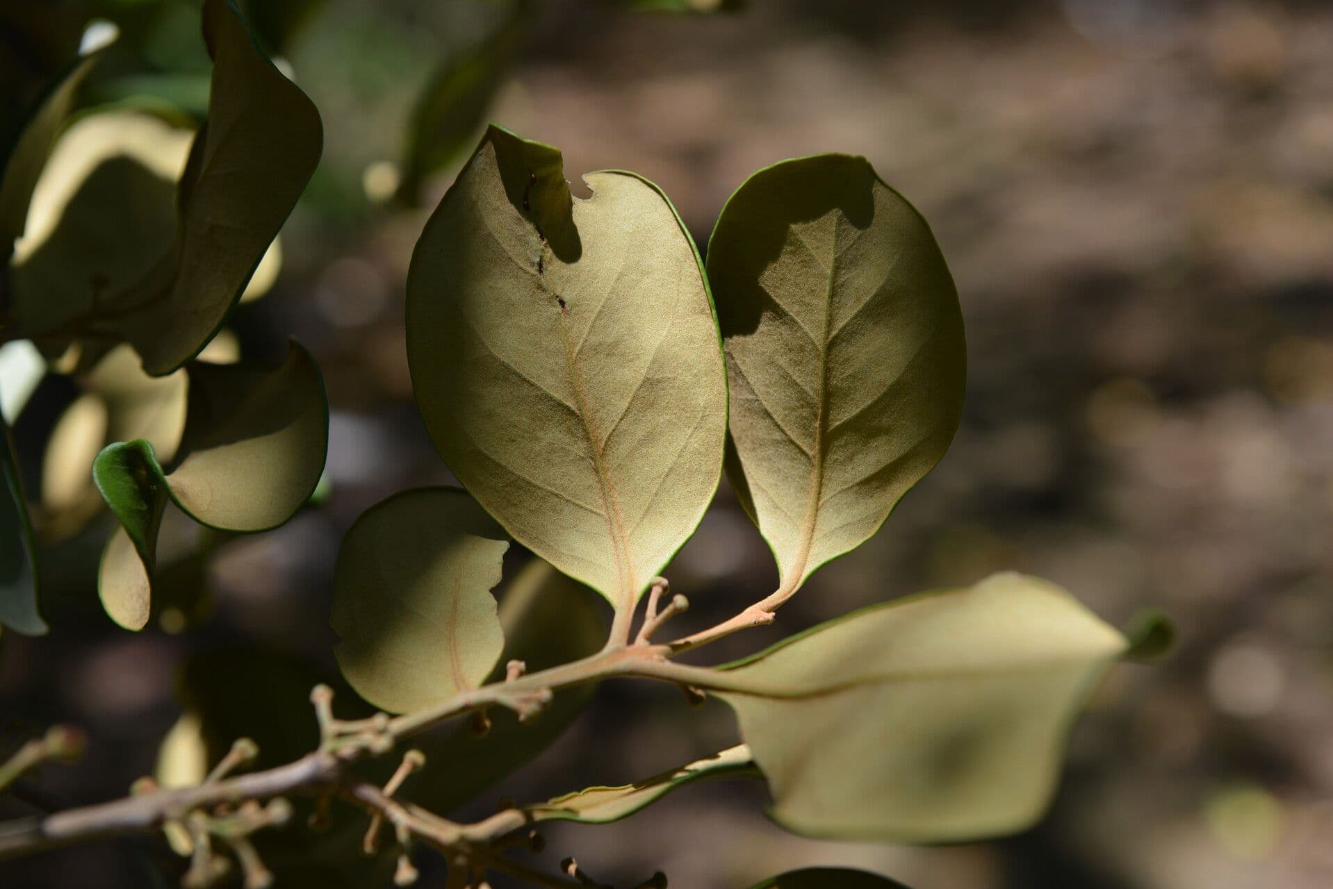 Eugenia 10