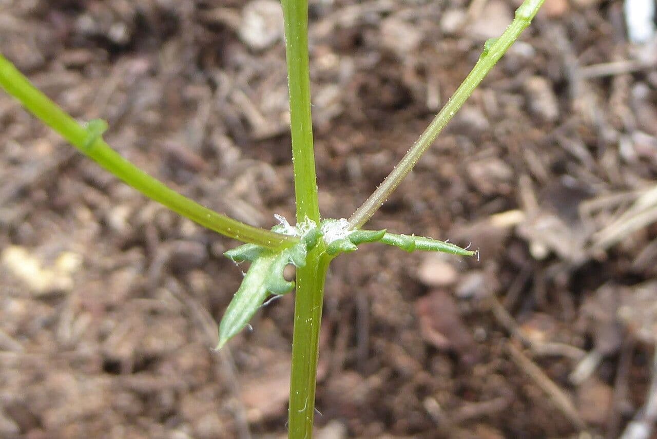Senecio 22