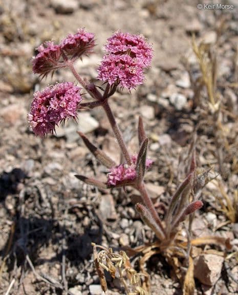 Chorizanthe 6