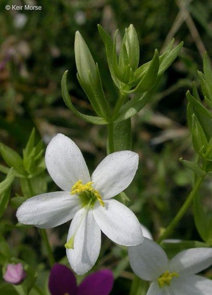 Zeltnera