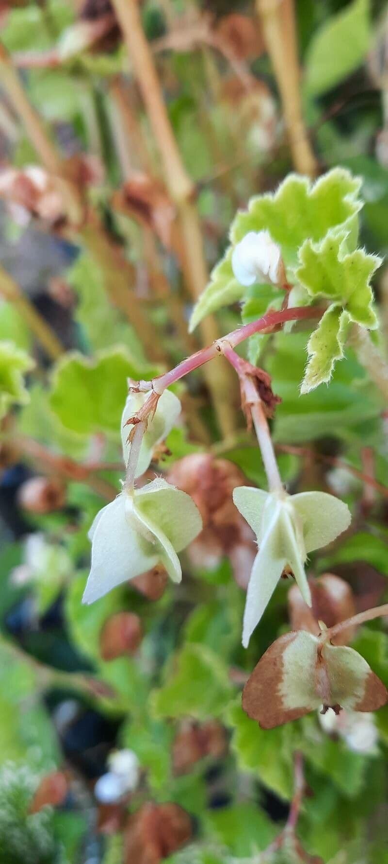 Begonia