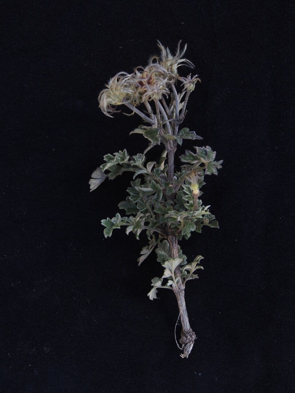 Clematis 6
