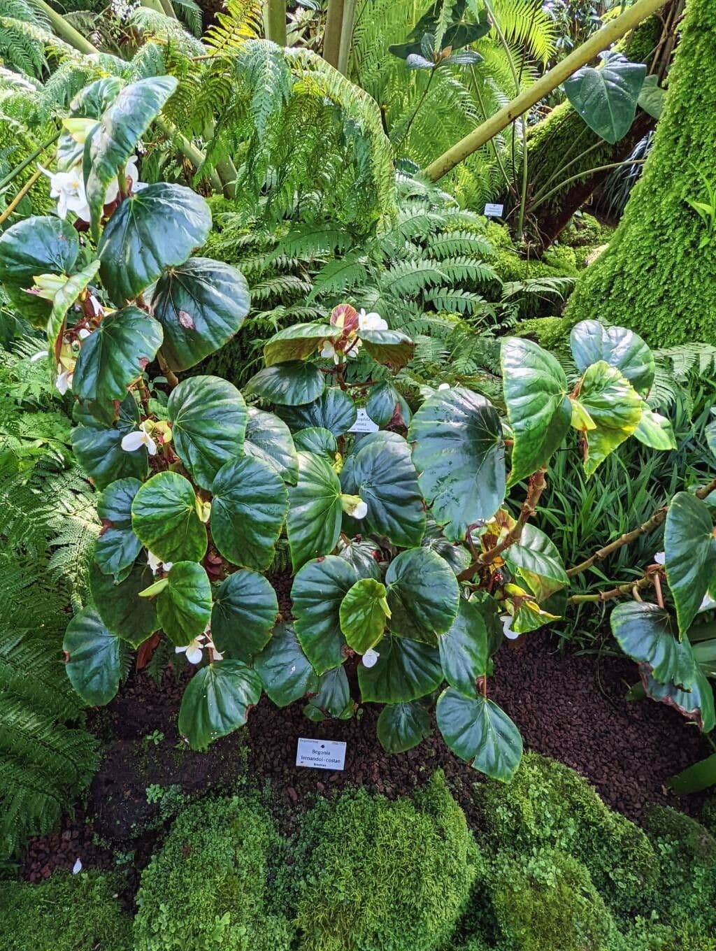 Begonia