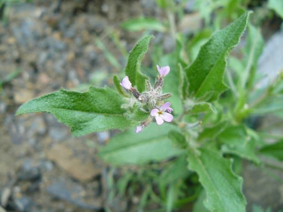 Malcolmia africana 6