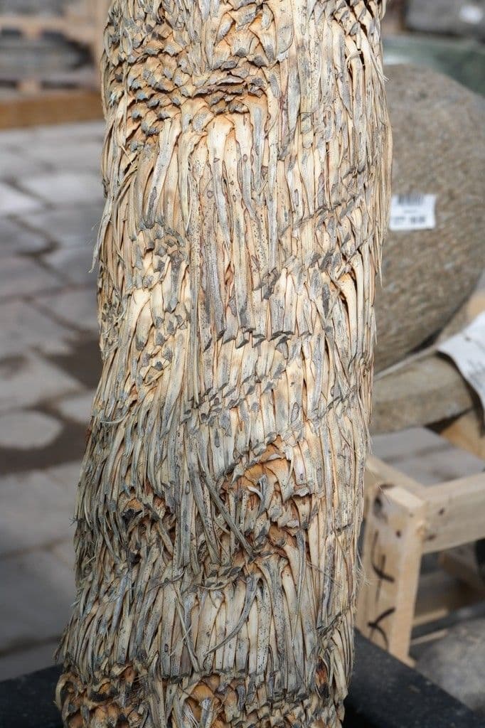 Yucca rostrata 18