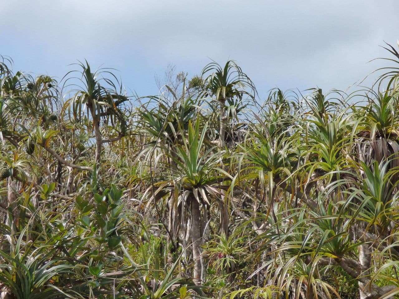 Pandanus 7