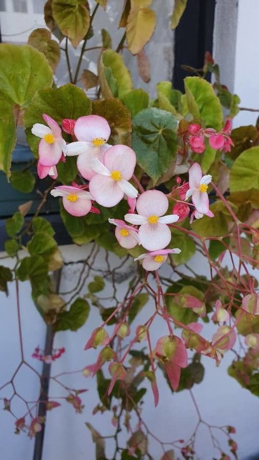 Begonia 5