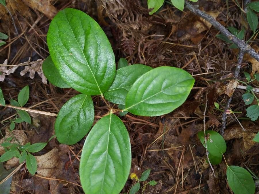 Staggerbush 2