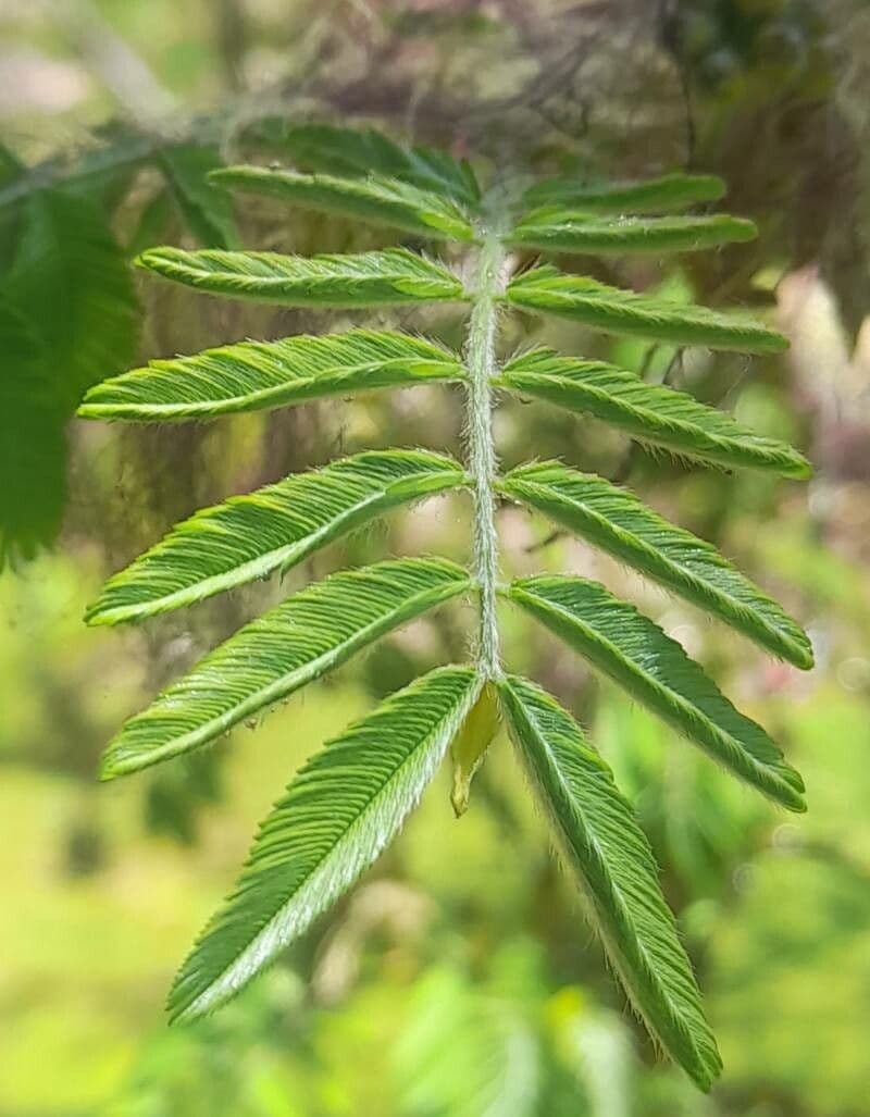 Calliandra 6