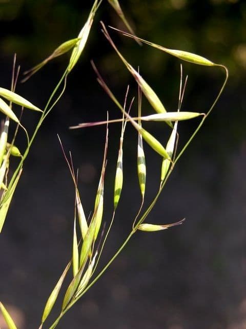 Avena strigosa 9
