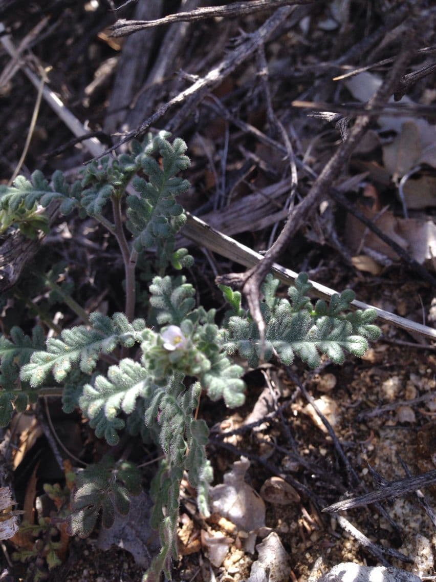Phacelia affinis 7