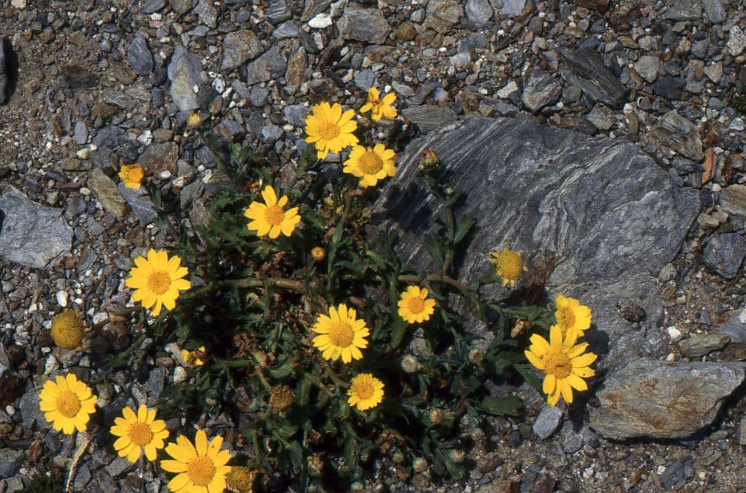 Saat-Wucherblume 15