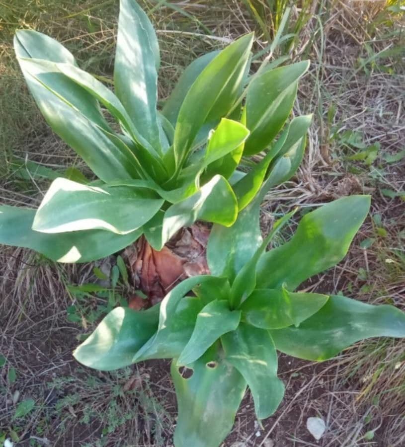 Scilla marittima 16