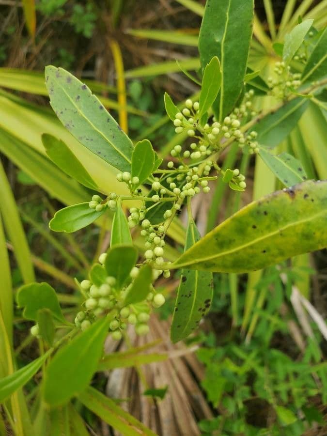 Ilex glabra 6