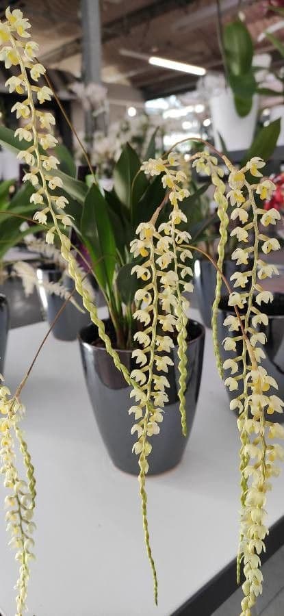 Dendrochilum 5