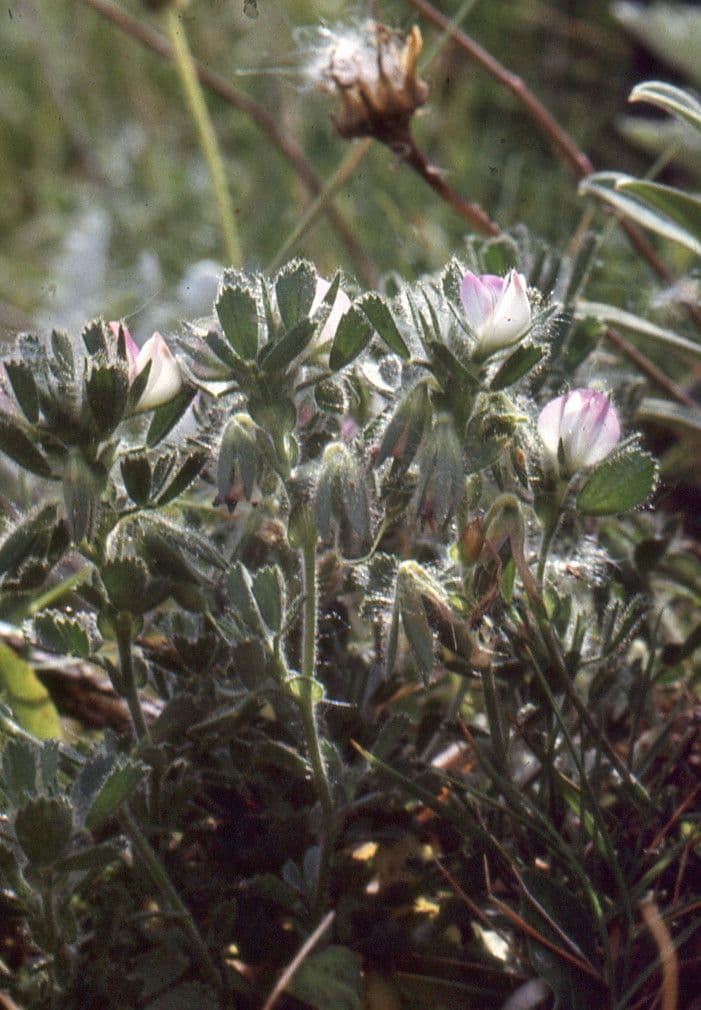 Bugrane penchée 12