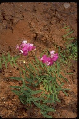 Hrach brachycalyx 6