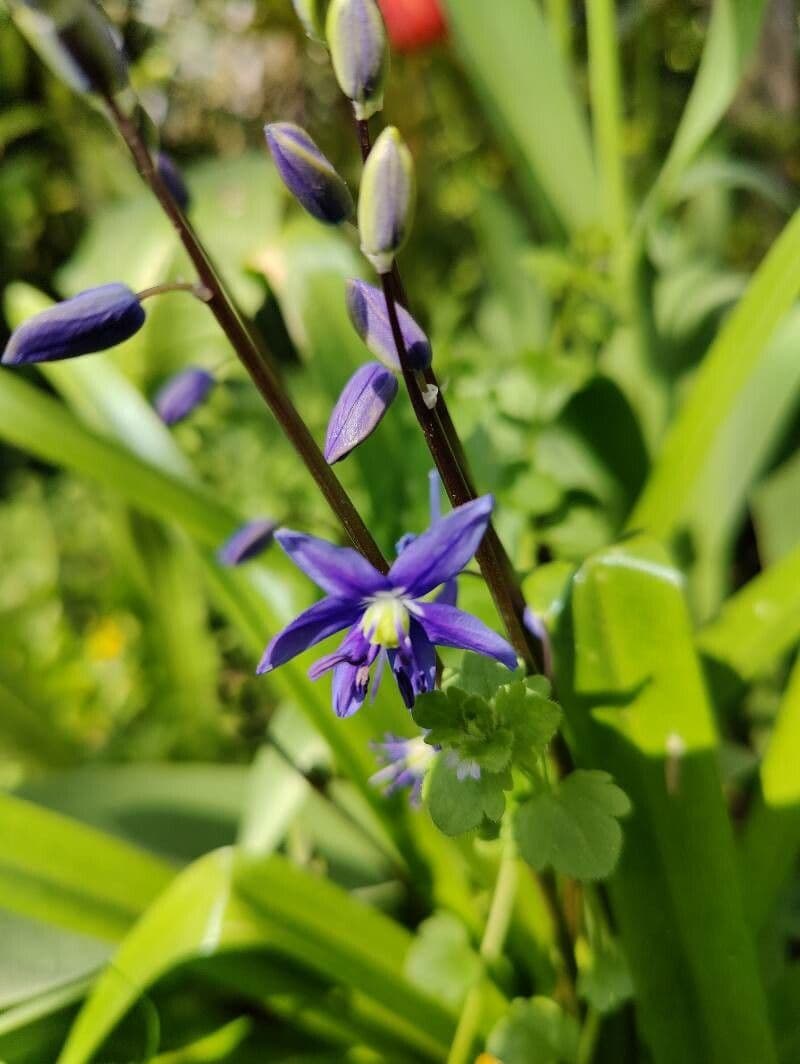 Veverkovica 3