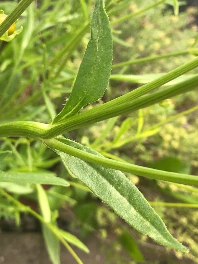 Coreopsis lanceolata 29
