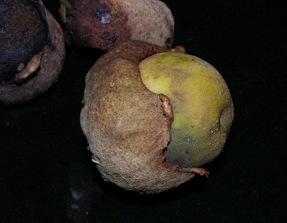 Aegiphila quararibea