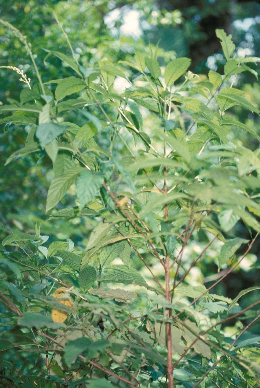 Bertiera