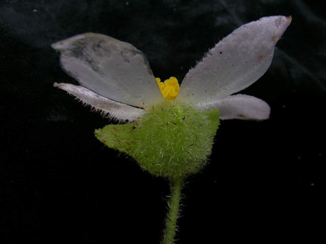 Begonia dipinta 15