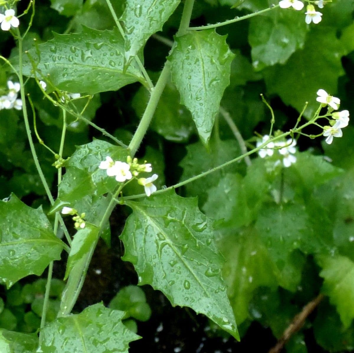 Arabidopsis cebennensis 2