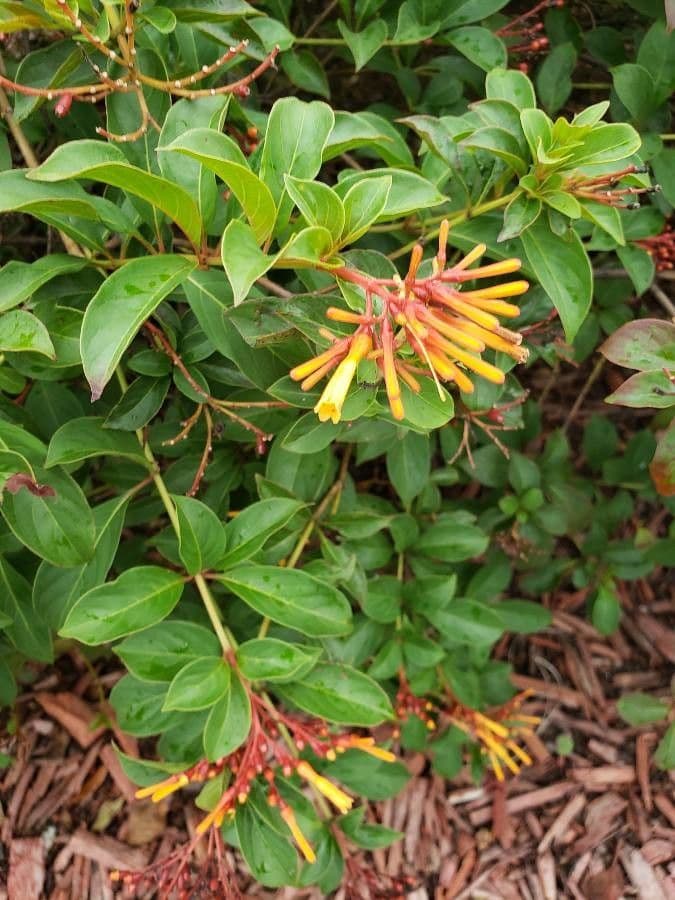 Hamelia 19