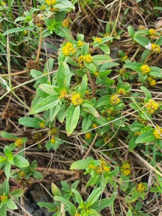 Flaveria trinervia