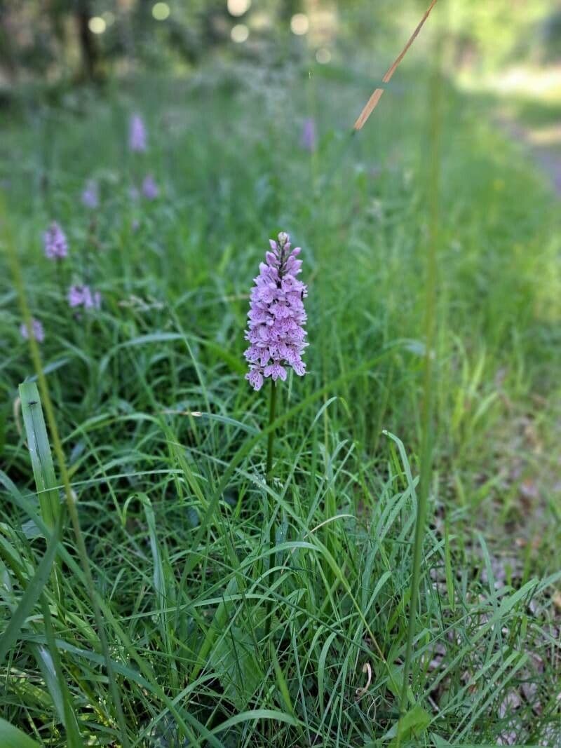 Orchidea macchiata 5